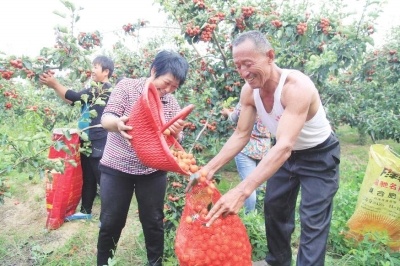 清河马屯山楂果农喜获丰收